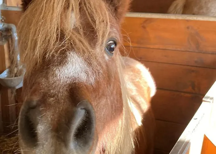 Farm stay Gastehaus Fitsch *