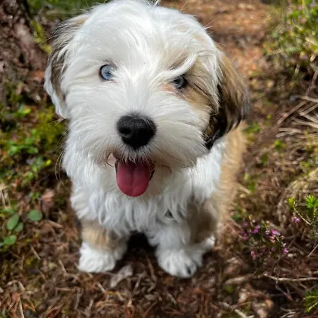 Gaestehaus Fitsch Farma Obsteig