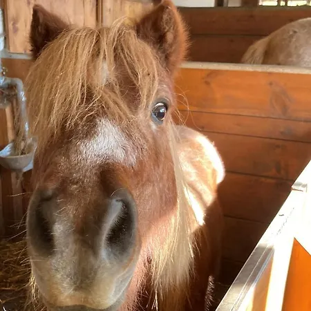 Farma Gaestehaus Fitsch *