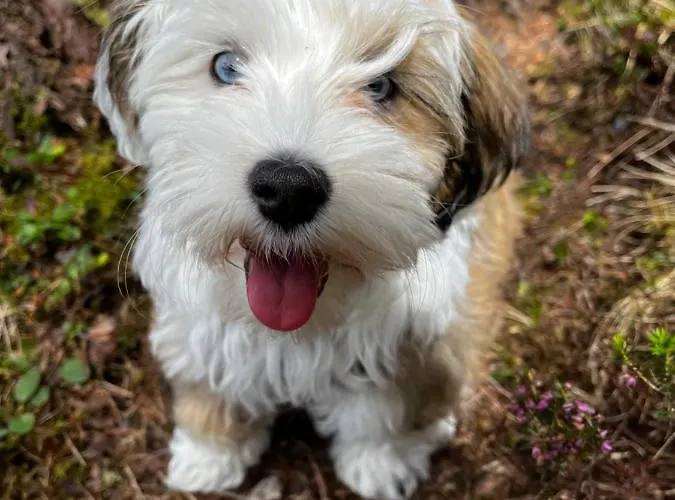 Gaestehaus Fitsch Κατάλυμα σε φάρμα Obsteig