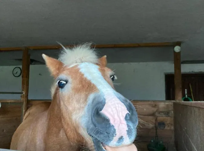 Κατάλυμα σε φάρμα Gaestehaus Fitsch