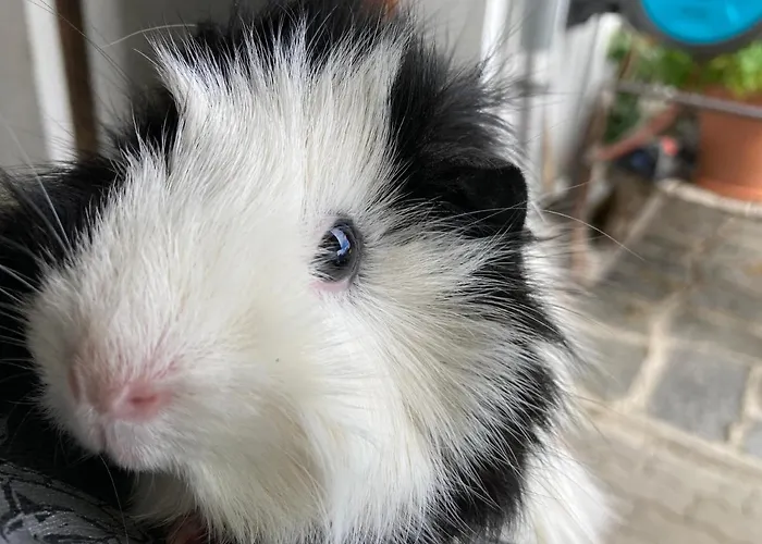 Gaestehaus Fitsch Obsteig